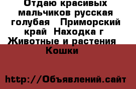 Отдаю красивых мальчиков русская голубая - Приморский край, Находка г. Животные и растения » Кошки   
